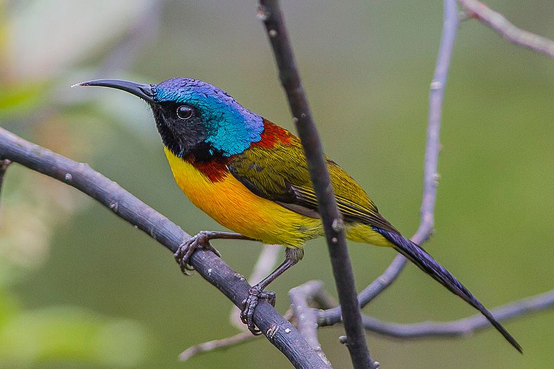 Green-tailed_sunbird__15