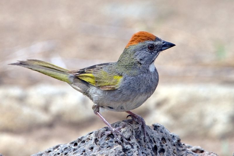 Green-tailed_towhee__14