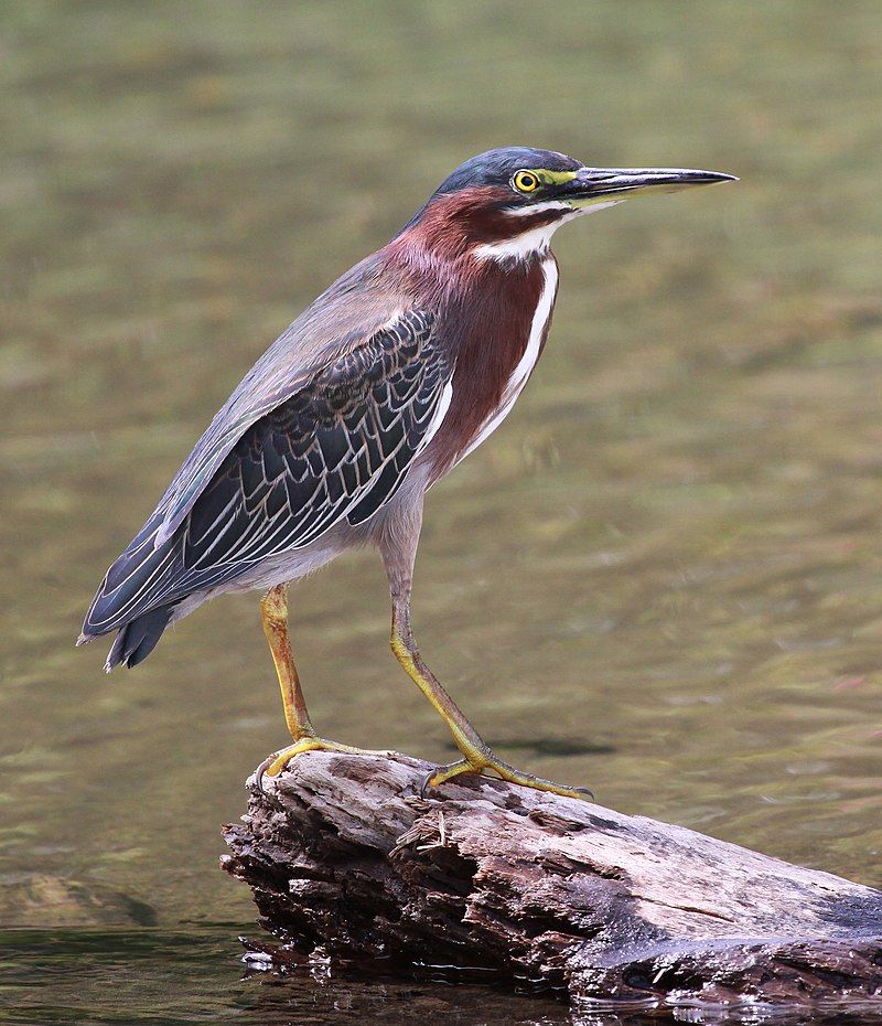 Green_heron__12