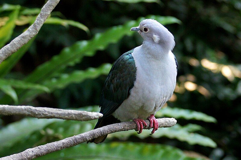 Green_imperial_pigeon__11