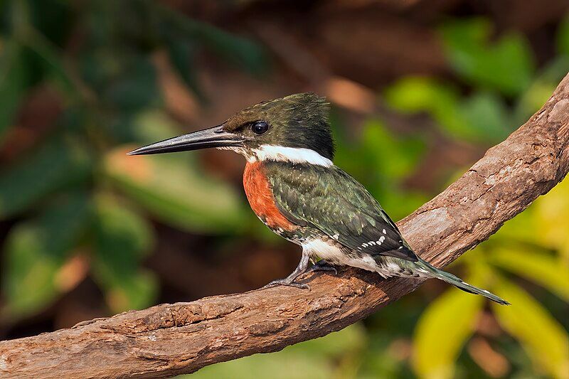 Green_kingfisher__9