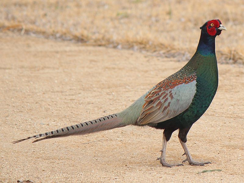 Green_pheasant__1