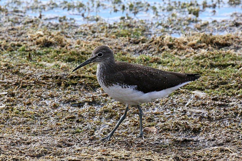 Green_sandpiper__4