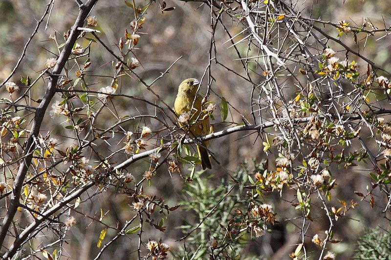 Greenish_yellow_finch__31