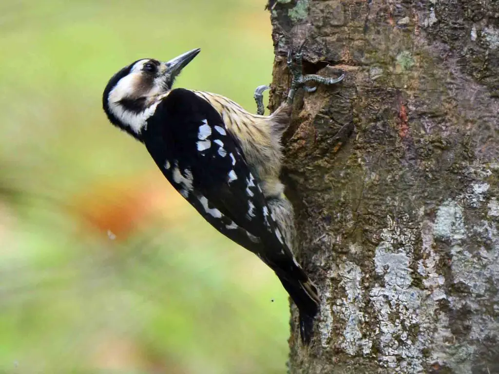 Grey-Capped Pygmy Woodpecker