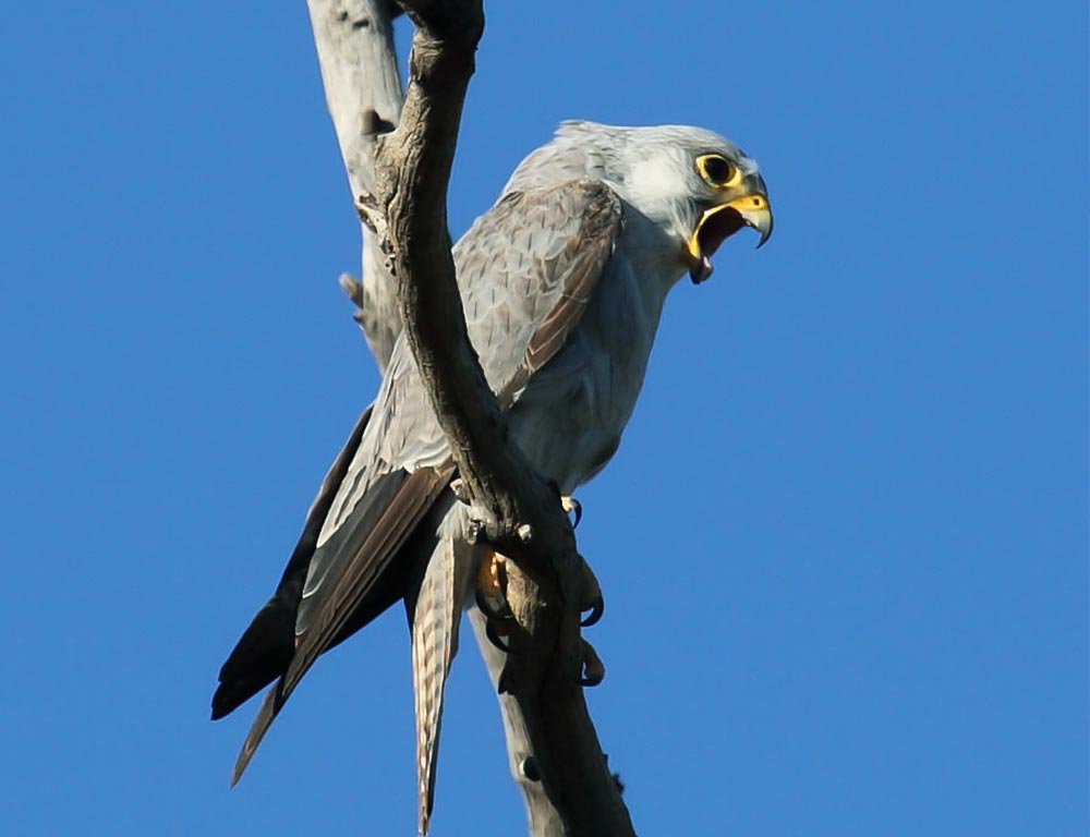 Grey Falcon