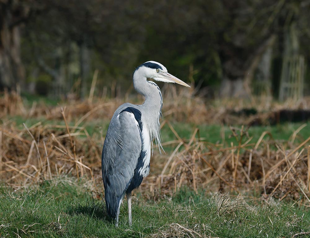 Grey Heron