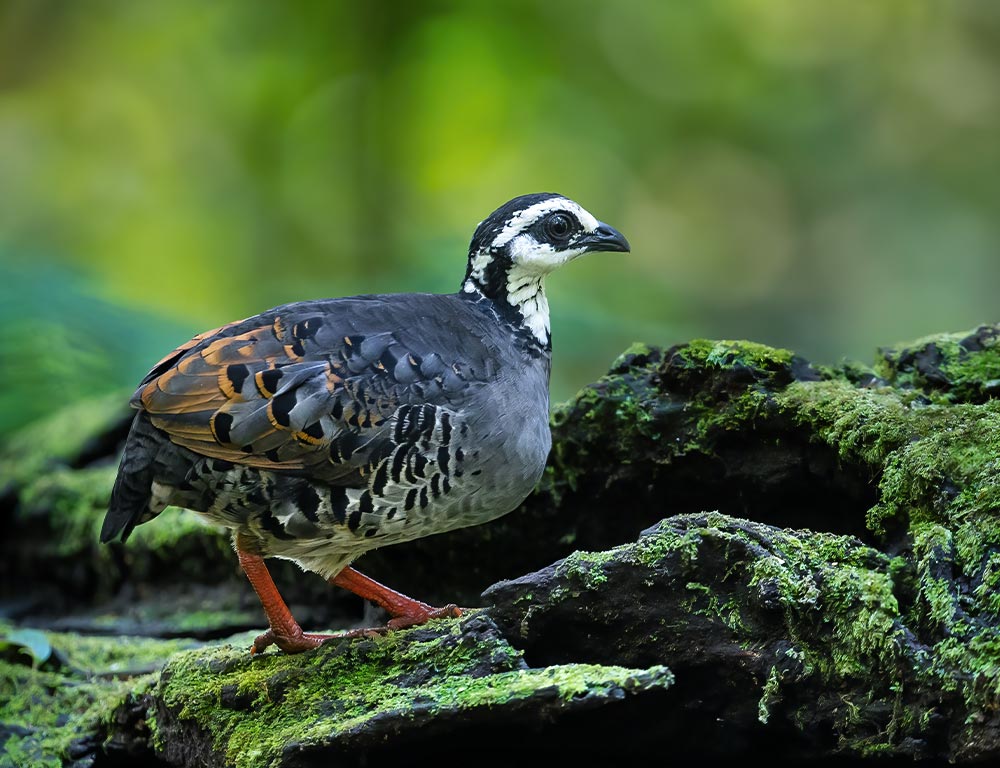 Grey-breasted Partridge