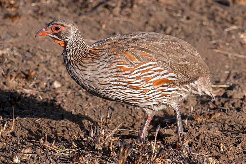 Grey-breasted_spurfowl__3