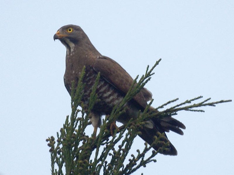 Grey-faced_buzzard__10