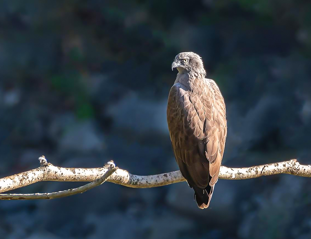 Grey-headed Fish Eagle