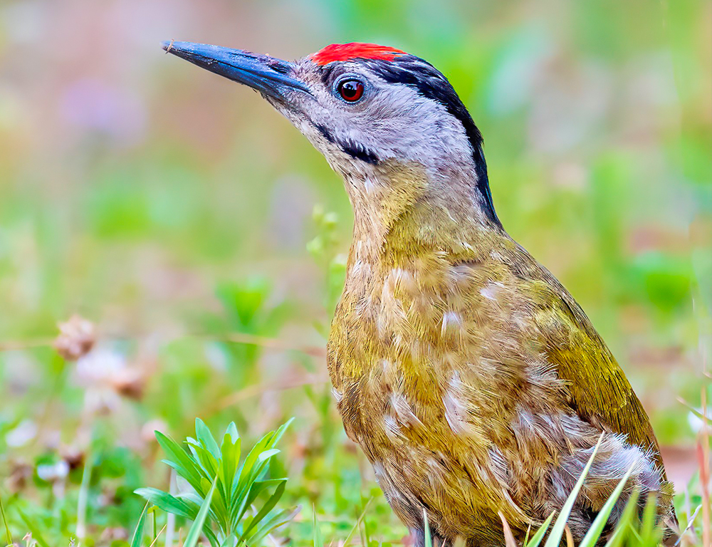 Grey-headed Woodpecker