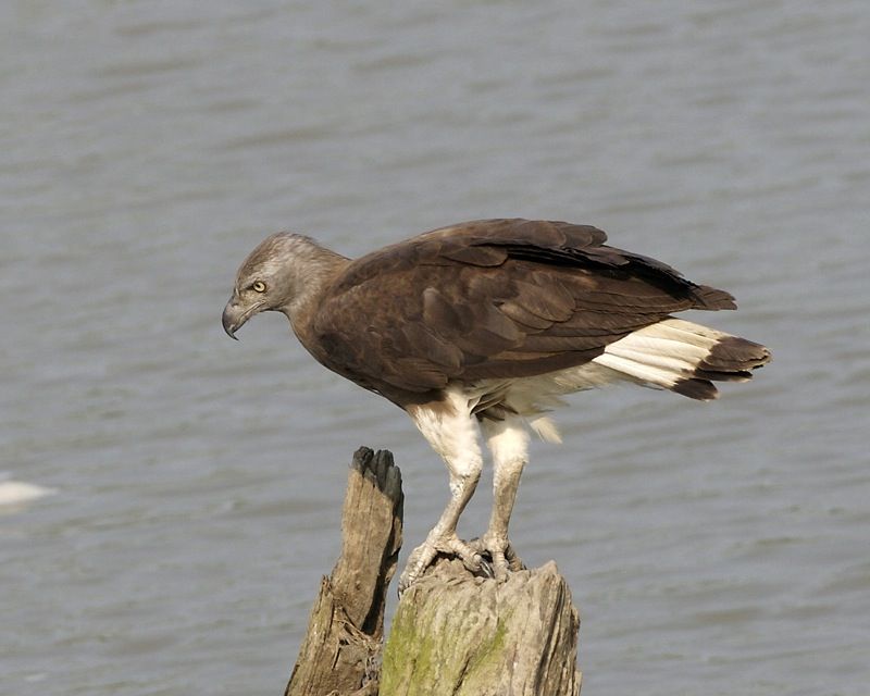 Grey-headed_fish_eagle__15