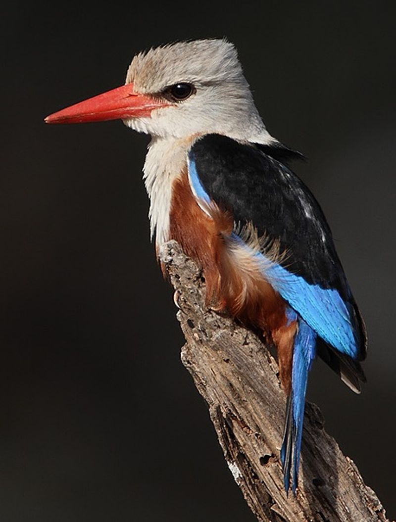 Grey-headed_kingfisher__6