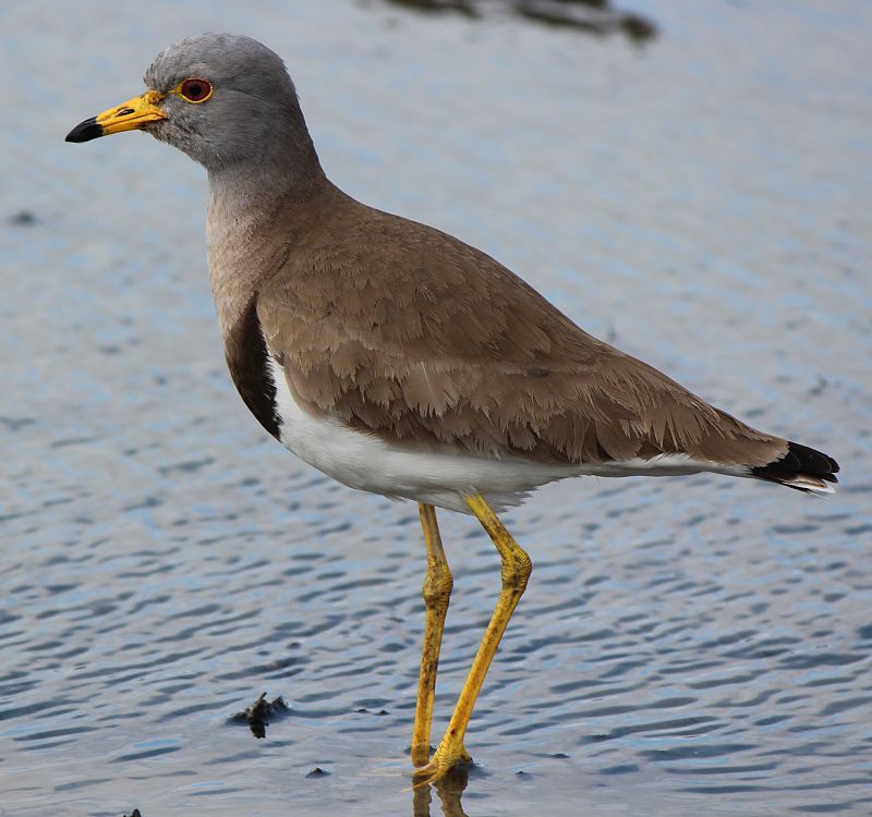 Grey-headed_lapwing__12