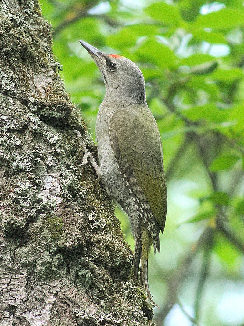 Grey-headed_woodpecker__12