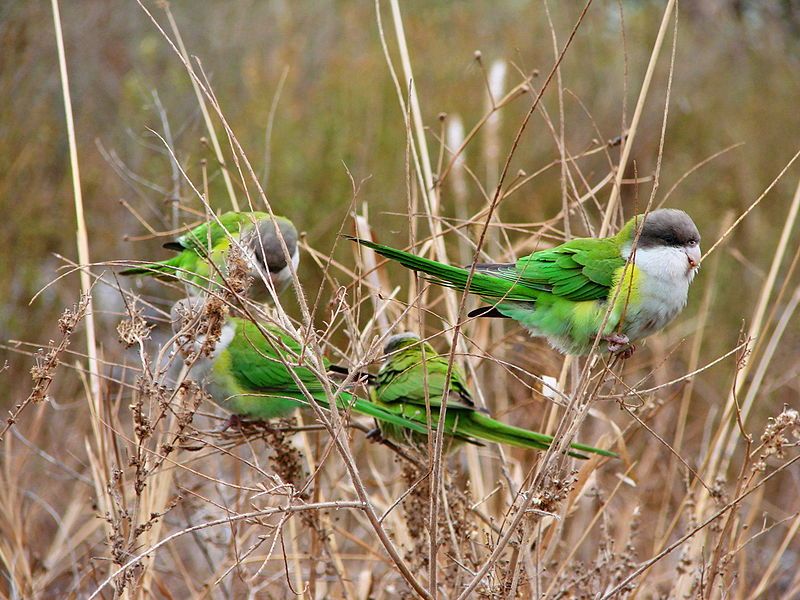 Grey-hooded_parakeet__4