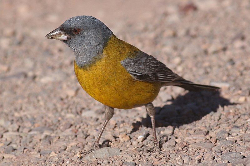 Grey-hooded_sierra_finch__1