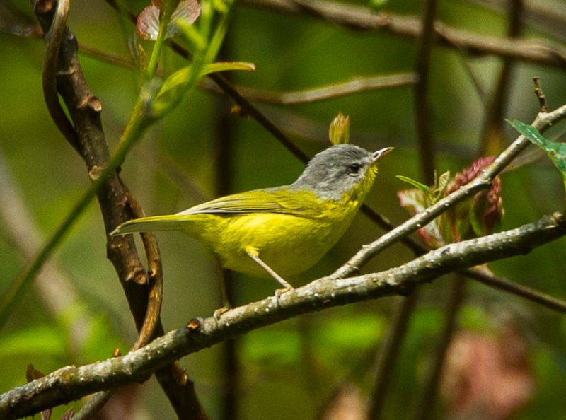 Grey-hooded_warbler__42