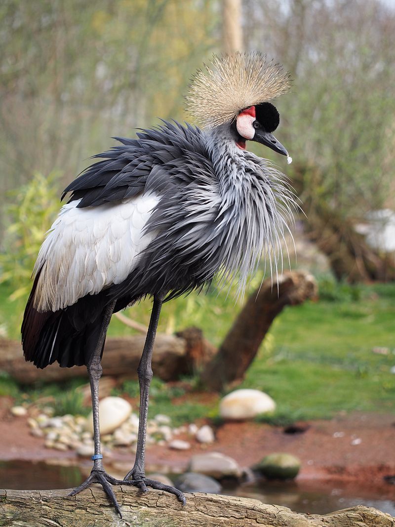 Grey_crowned_crane__1