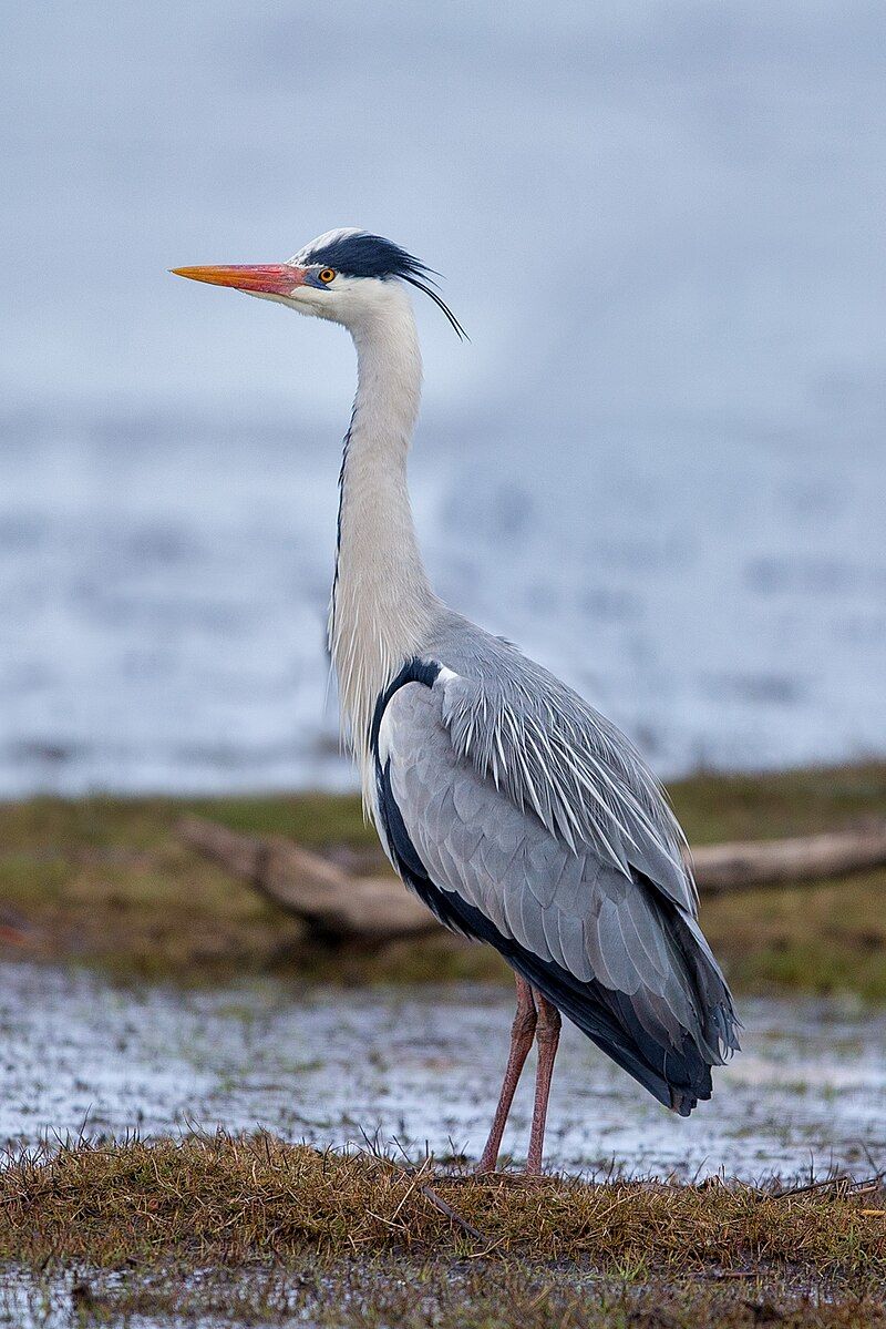 Grey_heron__1