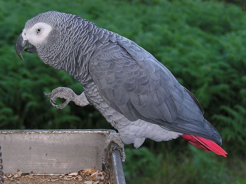 Grey_parrot__3