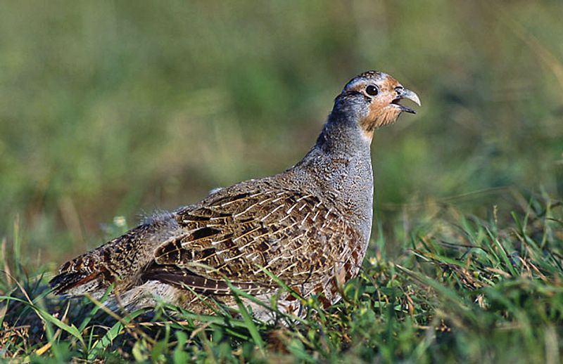 Grey_partridge__4