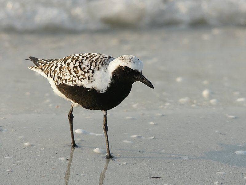 Grey_plover__12