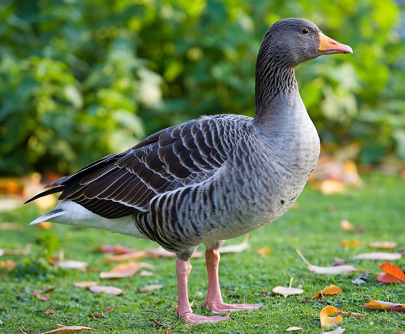 Greylag_goose__10