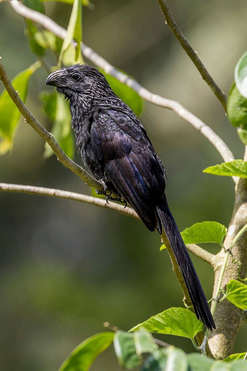 Groove-billed_ani__17