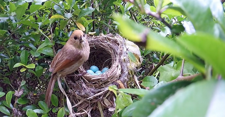 Why Do Birds Make Their Nests on Trees