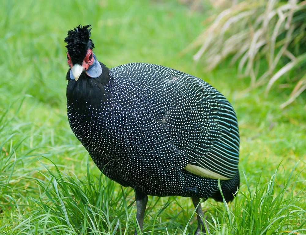 Guineafowls