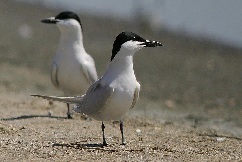 Gull-billed_tern__18