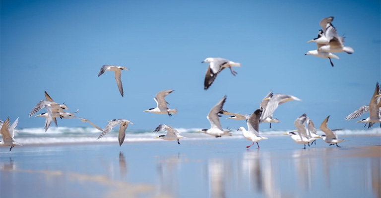 Gulls