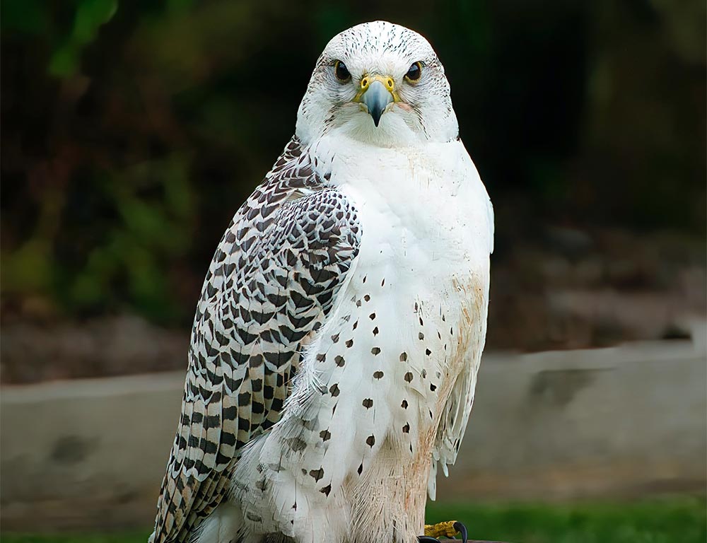 Gyrfalcon