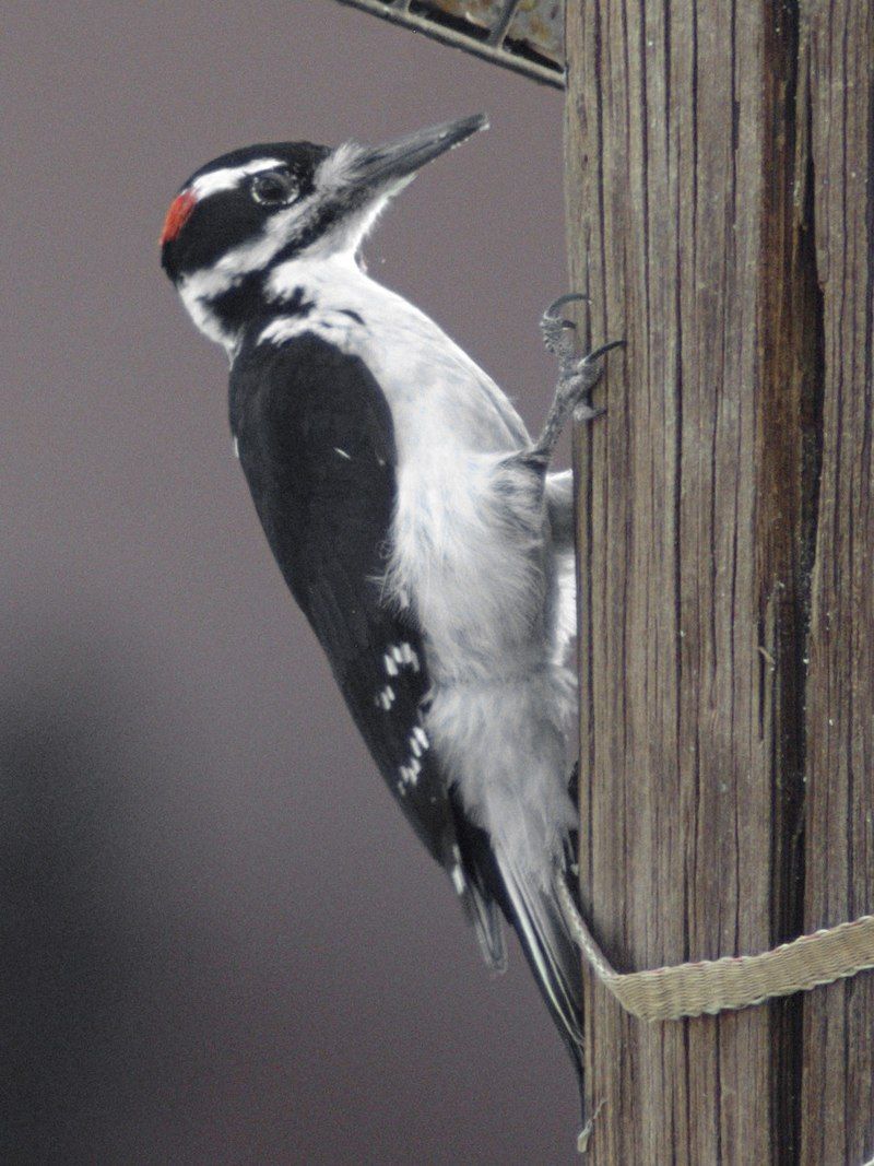 Hairy_woodpecker__13