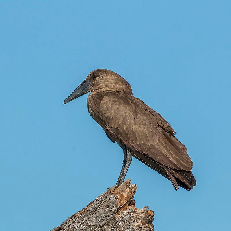 Hamerkop__2