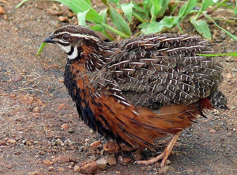 Harlequin_quail__8