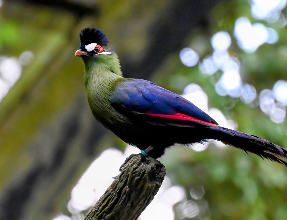 Hartlaub's Turaco