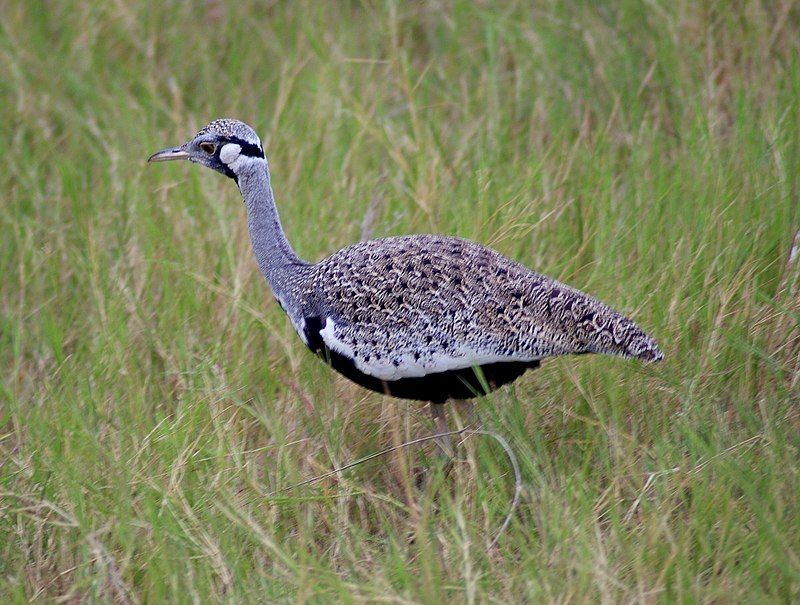 Hartlaub's_bustard__13