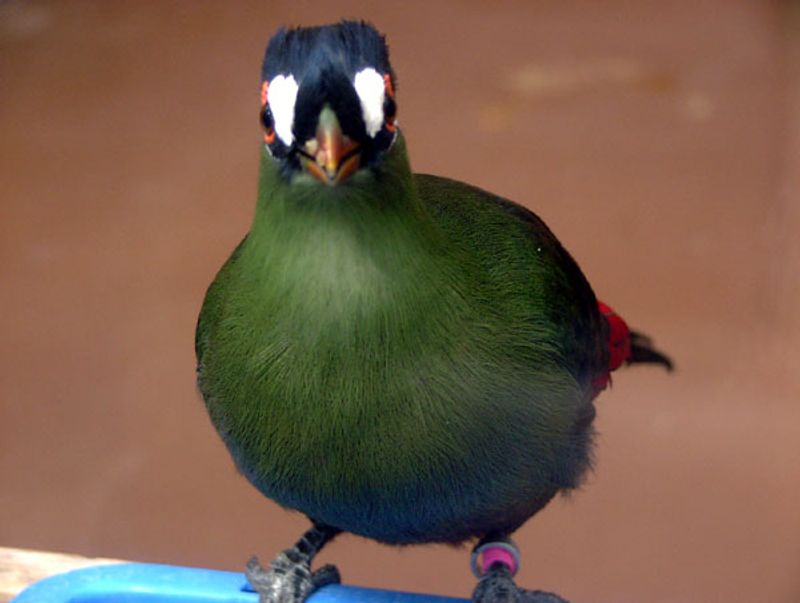 Hartlaub's_turaco__9