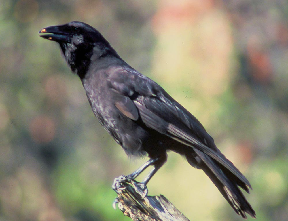 Hawaiian Crow