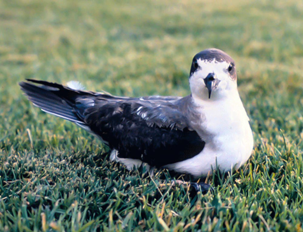 Hawaiian Petrel