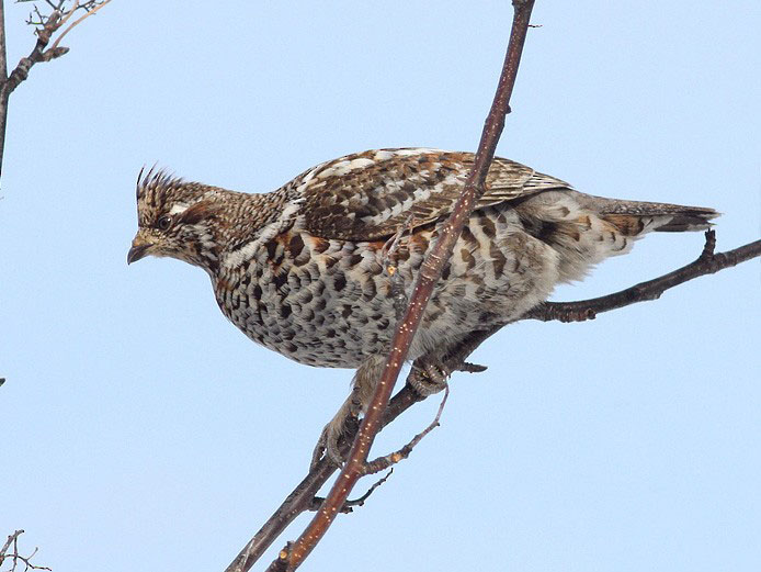 Hazel Grouse