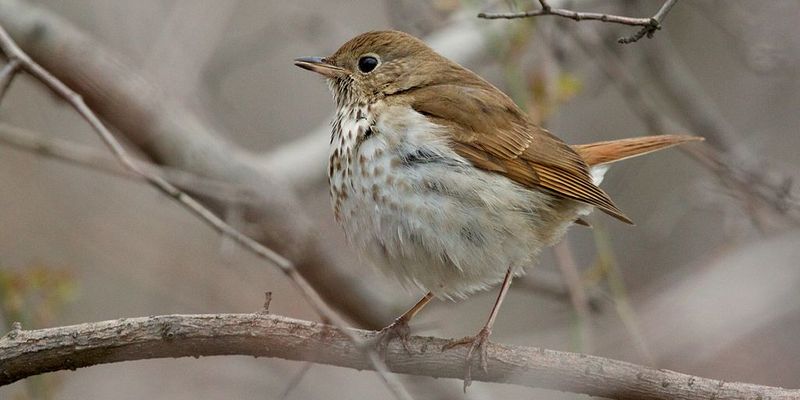 Hermit_thrush__13