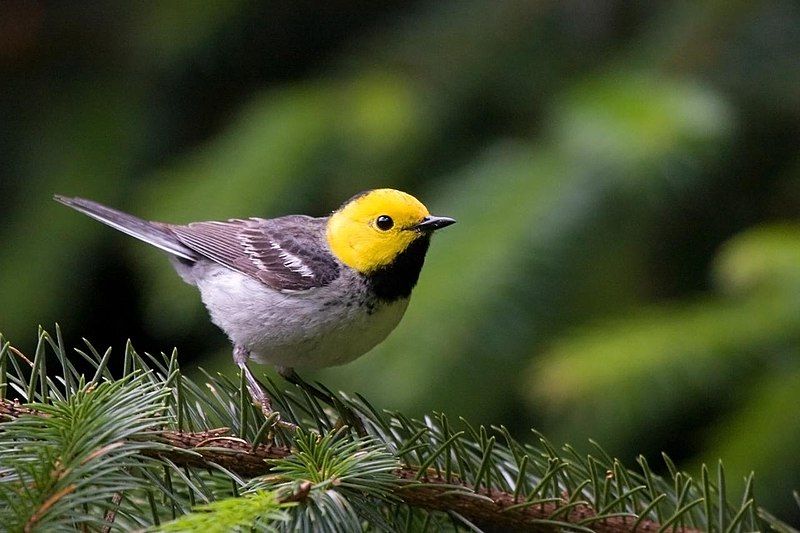 Hermit_warbler__12