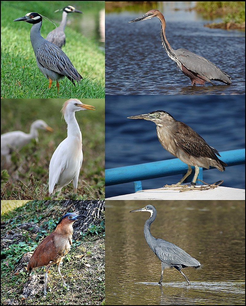 Heron__8