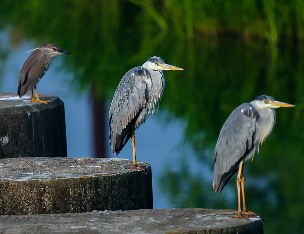 Herons