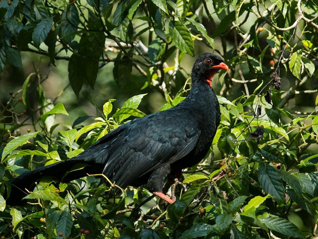 Highland Guan