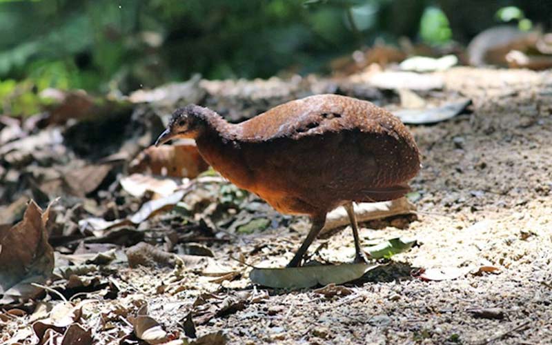 Highland tinamou